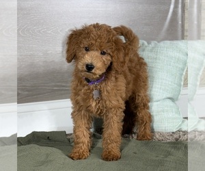 Goldendoodle Puppy for Sale in WOLCOTT, Indiana USA