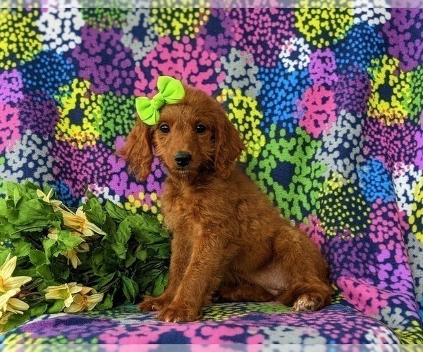 Medium Photo #2 Goldendoodle (Miniature) Puppy For Sale in GLEN ROCK, PA, USA