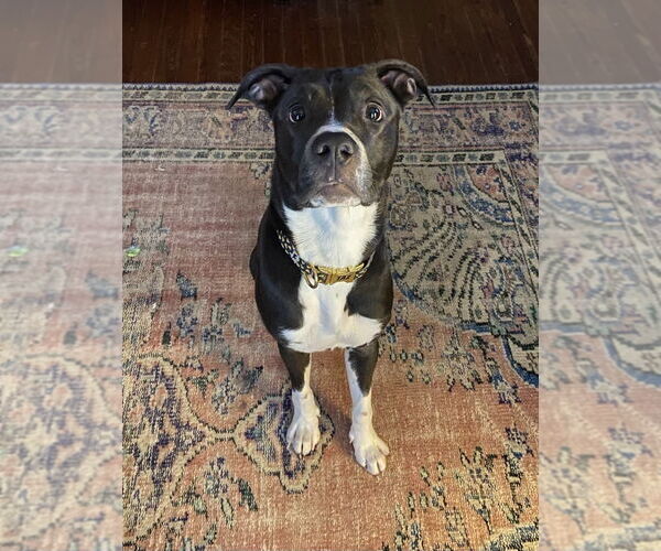 Medium Photo #5 Labrador Retriever-Unknown Mix Puppy For Sale in New Orleans, LA, USA