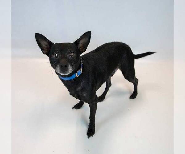 Medium Photo #2 Jack Chi Puppy For Sale in Kennesaw, GA, USA