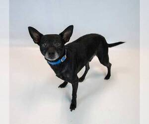 Hyde - Male Jack Chi Dog for Adoption - Photo #2