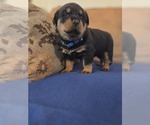 Small #8 Rottweiler