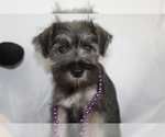 Small #5 Schnauzer (Miniature)