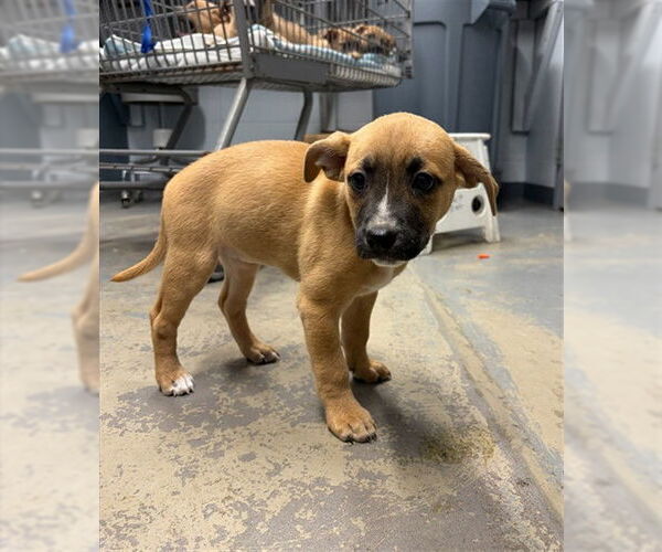 Medium Photo #1 Boxer-Feist Terrier Mix Puppy For Sale in Tallahassee, FL, USA