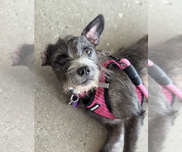 Medium Photo #11 Mutt Puppy For Sale in Mundelein, IL, USA