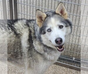 Huskies -Unknown Mix Dogs for adoption in Martinsburg, WV, USA