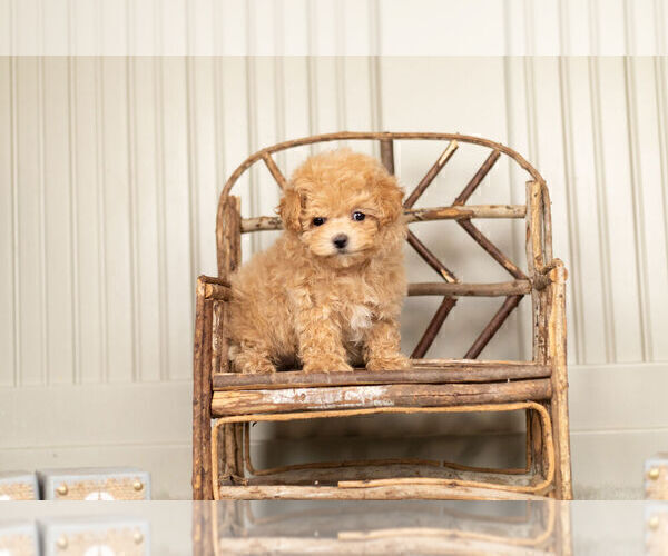 Medium Photo #2 Maltipoo Puppy For Sale in WARSAW, IN, USA