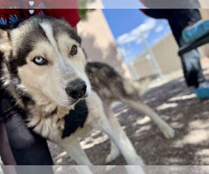 Siberian Husky Dogs for adoption in Cedar Crest, NM, USA