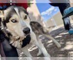 Small Siberian Husky