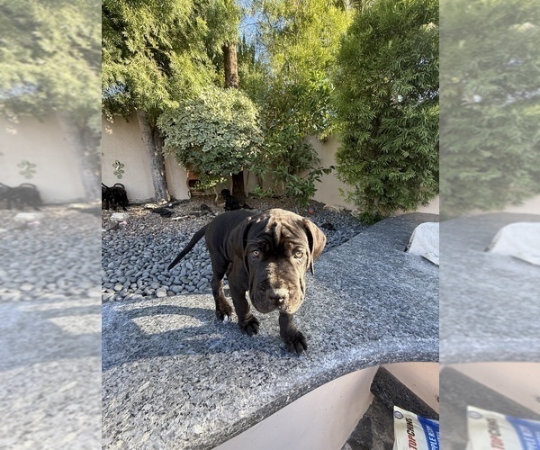 Medium Photo #21 Cane Corso Puppy For Sale in WOODLAND HILLS, CA, USA