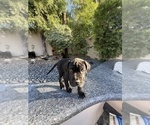 Small Photo #21 Cane Corso Puppy For Sale in WOODLAND HILLS, CA, USA