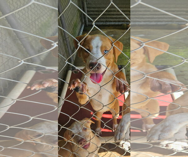 Medium Photo #3 Catahoula Leopard Dog Puppy For Sale in Brooksville, FL, USA