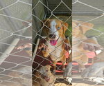 Small #2 Catahoula Leopard Dog