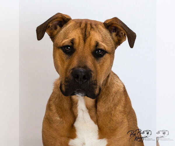 Medium Photo #4 Black Mouth Cur-Unknown Mix Puppy For Sale in Claremore, OK, USA