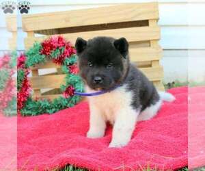 Akita Puppy for sale in NEW ORLEANS, LA, USA
