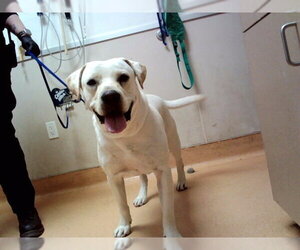 Labrador Retriever-Unknown Mix Dogs for adoption in Martinez, CA, USA