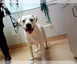 Small Labrador Retriever Mix