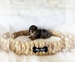 Small #1 Dachshund