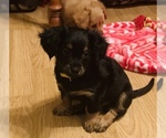 Small Photo #7 Chiweenie Puppy For Sale in OMAHA, NE, USA