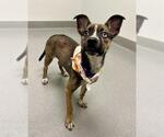 Small Chihuahua Mix