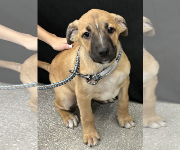 Medium Photo #2 Mutt Puppy For Sale in Royal Palm Beach, FL, USA