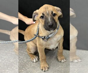 Flannigan - Male Mutt Dog for Adoption - Photo #2