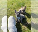 Small Photo #9 French Bulldog Puppy For Sale in SANTA CRUZ, CA, USA