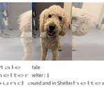 Small #3 Labradoodle