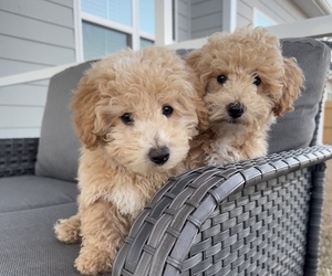 Bichon Frise-Poochon Mix Puppy for sale in LEXINGTON, SC, USA