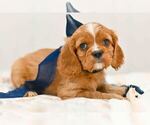 Puppy Moose Cavalier King Charles Spaniel