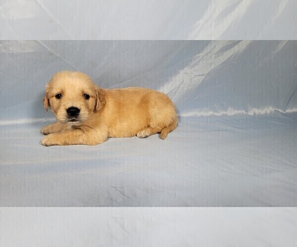Medium Photo #5 Golden Retriever Puppy For Sale in FALCON, CO, USA
