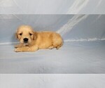Small #4 Golden Retriever