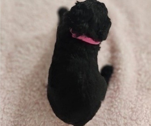 Medium Photo #4 Aussiedoodle Miniature  Puppy For Sale in DALTON, GA, USA