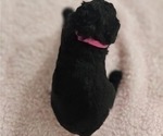 Small Photo #4 Aussiedoodle Miniature  Puppy For Sale in DALTON, GA, USA