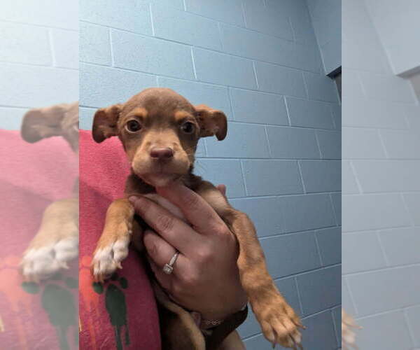 Medium Photo #4 Mutt Puppy For Sale in Evansville, IN, USA