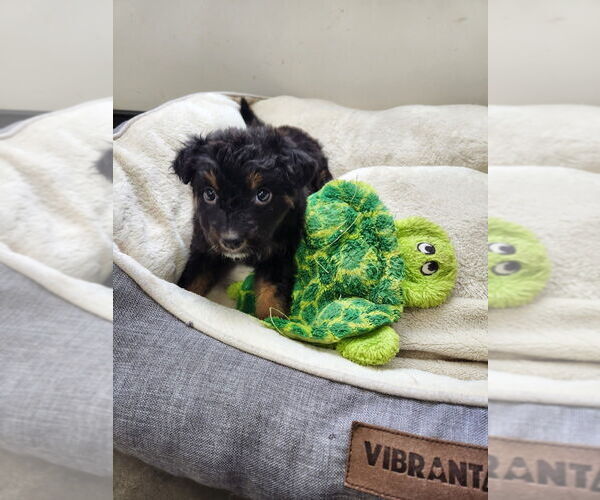 Medium Photo #2 Mutt Puppy For Sale in Mooresville, NC, USA