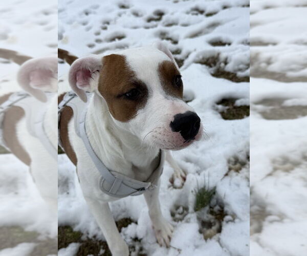 Medium Photo #2 Mutt Puppy For Sale in Evansville, IN, USA