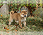 Small #10 Shiba Inu