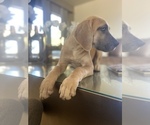 Small Photo #2 Great Dane Puppy For Sale in RIVERSIDE, CA, USA