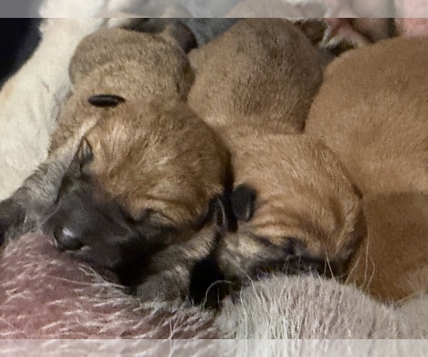 Medium Photo #1 Shiba Inu Puppy For Sale in ZIONSVILLE, IN, USA