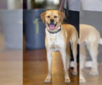 Small #9 Labrador Retriever Mix