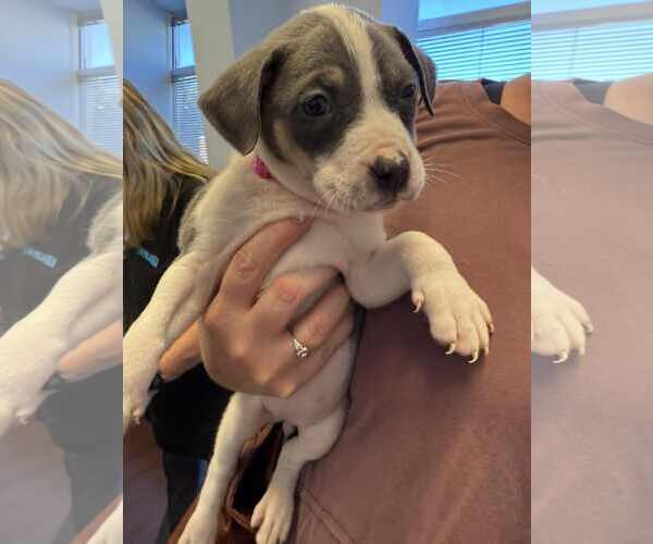 Medium Photo #11 American Staffordshire Terrier-Unknown Mix Puppy For Sale in Holly Springs, NC, USA