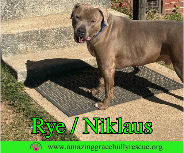 Medium Photo #7 Labrador Retriever-Unknown Mix Puppy For Sale in Milton, FL, USA