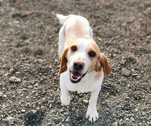 Father of the Beagle puppies born on 08/30/2025