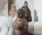 Small #14 Maltipom