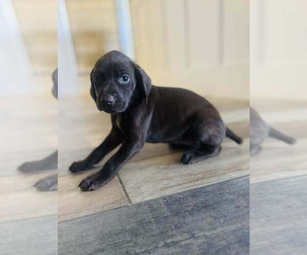 Medium Photo #8 German Shorthaired Pointer Puppy For Sale in PASCO, WA, USA
