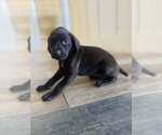 Puppy 7 German Shorthaired Pointer