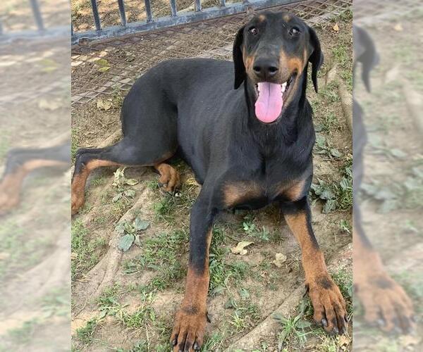 Medium Photo #3 Doberman Pinscher Puppy For Sale in Riverside, CA, USA