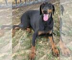 Small #2 Doberman Pinscher