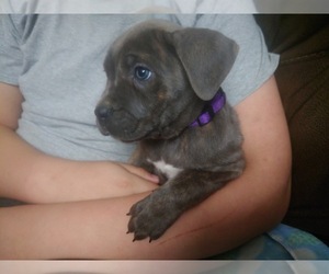 Cane Corso Puppy for sale in SENECA, MO, USA